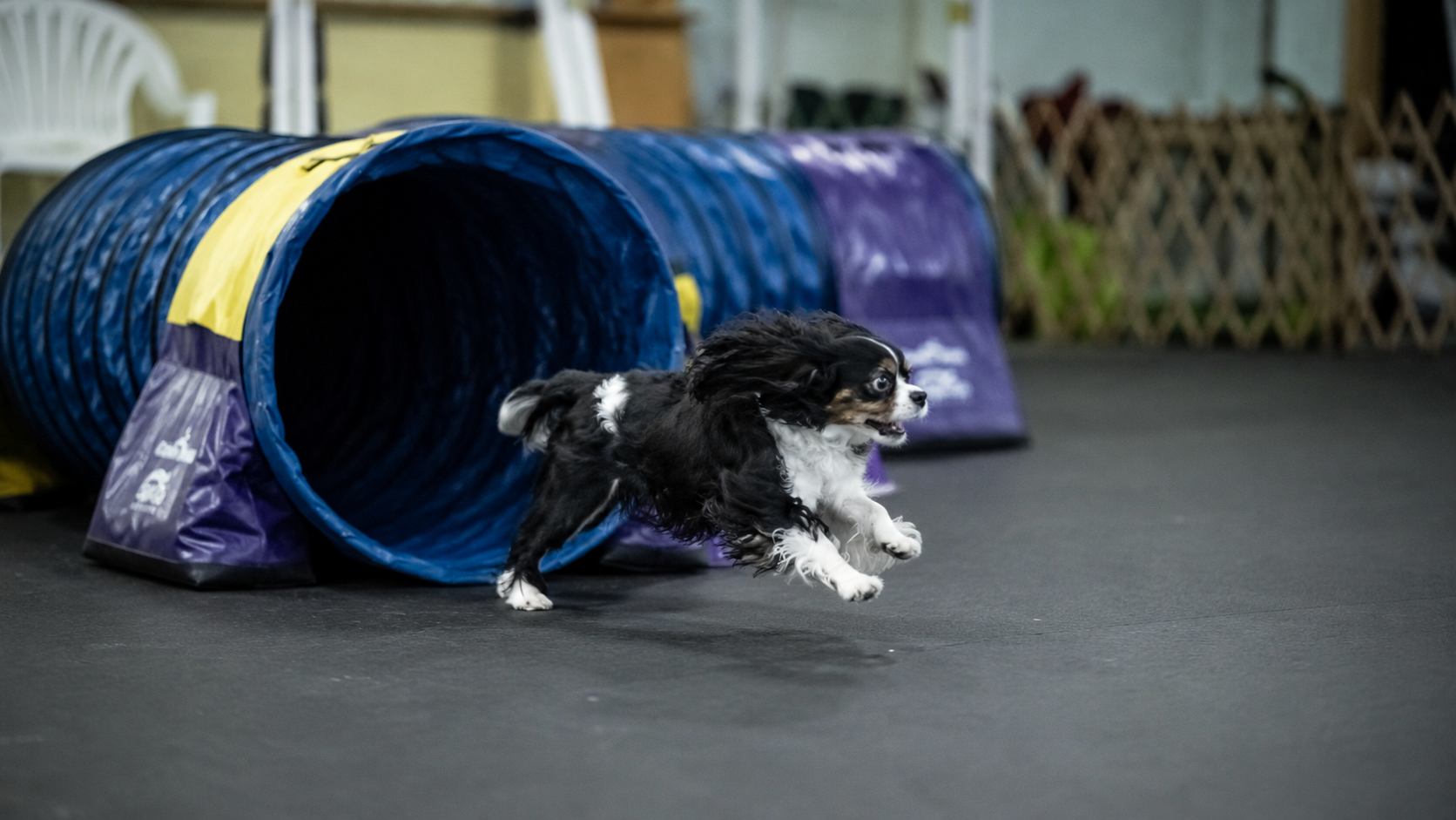 A Cavalier King Charles Spaniel leaping out of an agility tunnel at IPOC