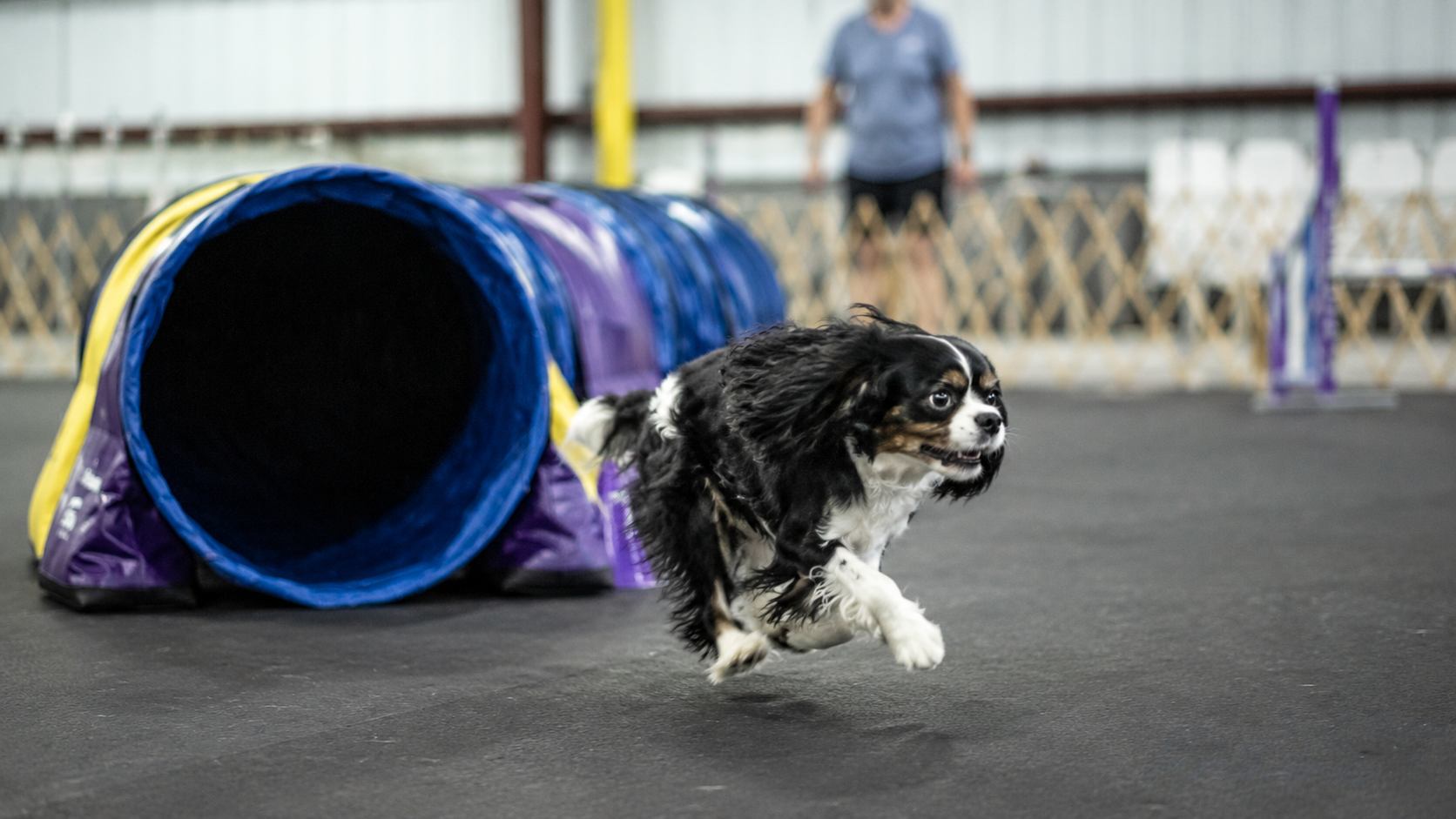 Dog running through an agility tunnel at IPOC while its handler watches