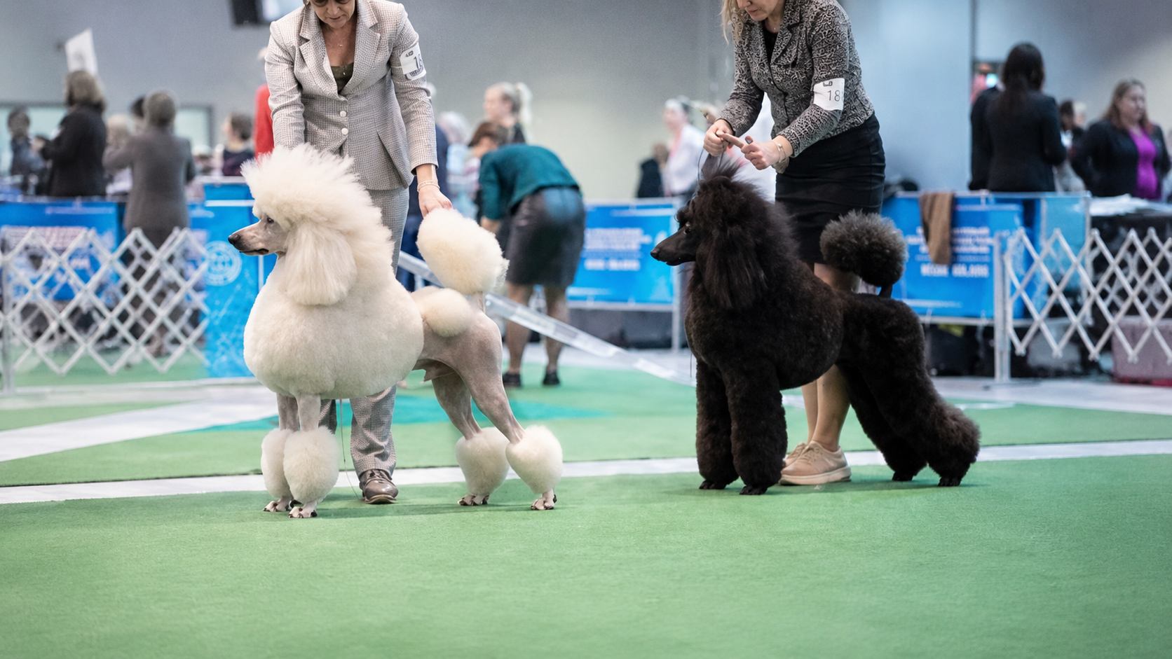 Handlers presenting standard poodles in a conformation show ring