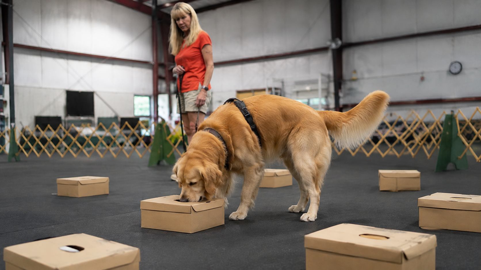 Golden Retriever searching cardboard boxes for scent during an IPOC scent work class