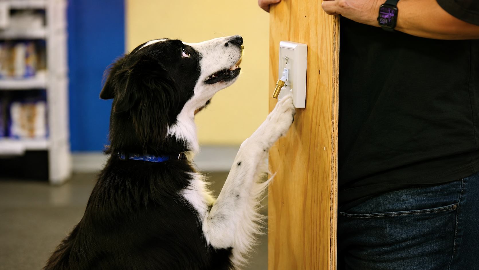 Border Collie performing a trained assistance task at IPOC's Service Dog program